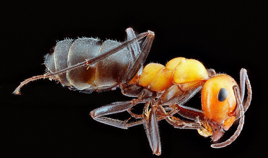 Ant Control service in Shawnee, KS