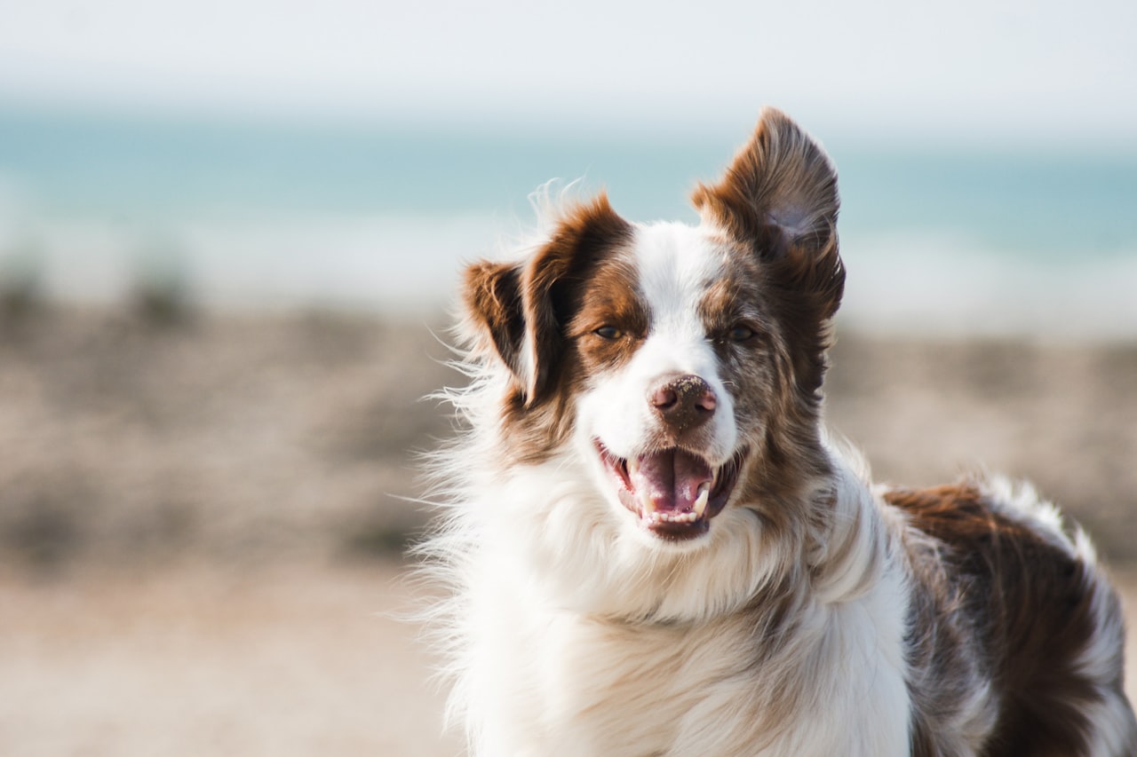 Flea & Tick Control service in Shawnee, KS
