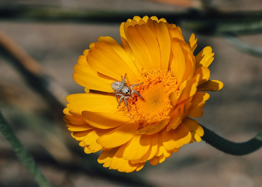 Spider Control service in Shawnee, KS